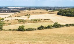 parched fields 