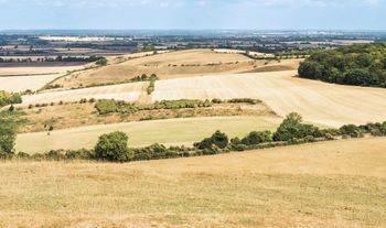 parched fields 