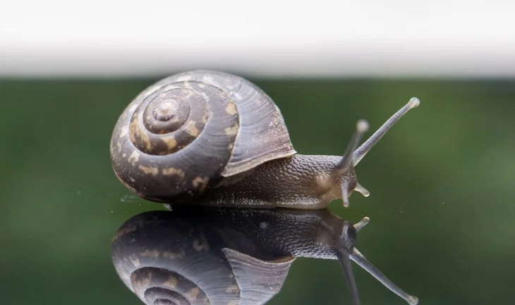 a snail 