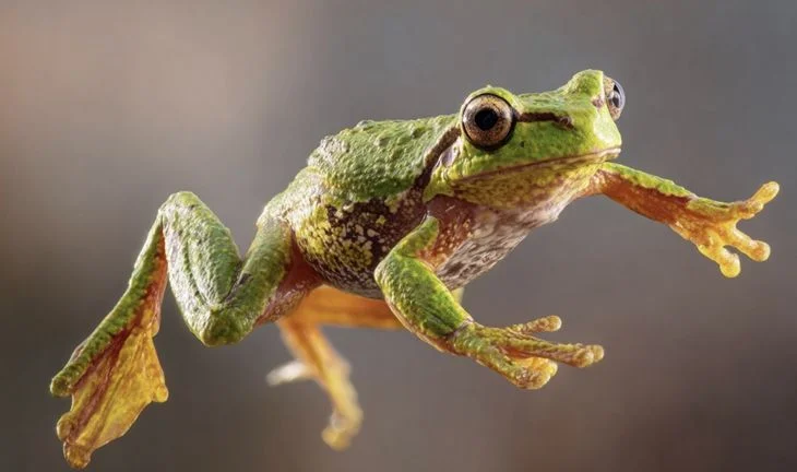 jumping frog