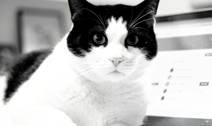 a cat on a laptop 