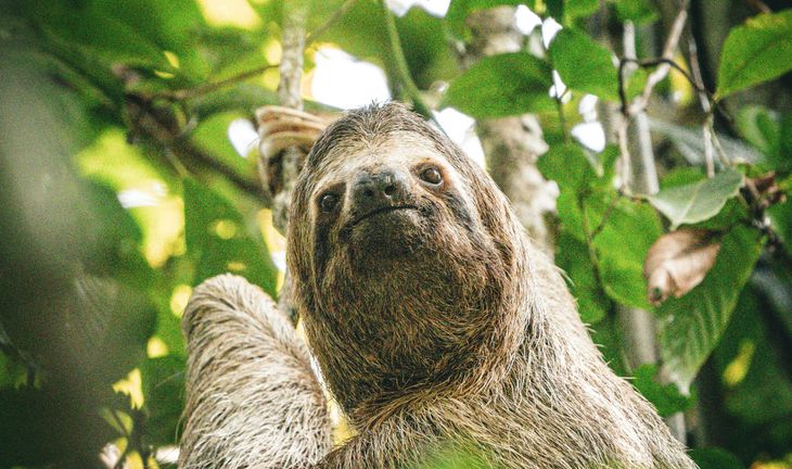 a sloth