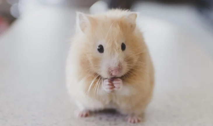 gerbil 