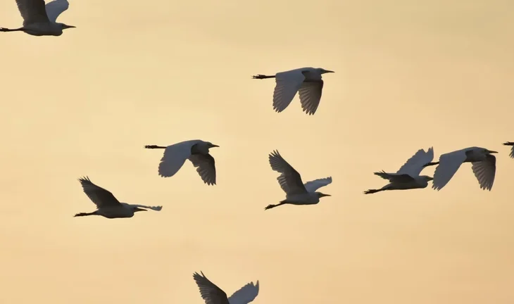 flying birds 
