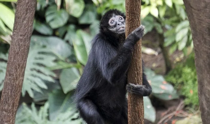 a monkey holding a branch