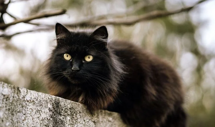 cat on a wall 