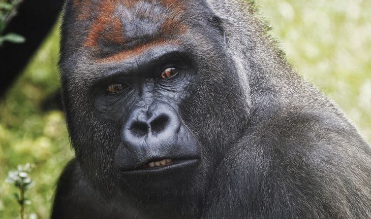 gorilla giving side eye 