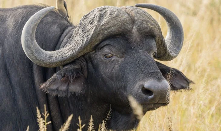 buffalo 