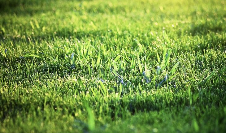 green grass