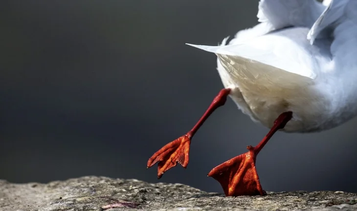 bird with orange feet flying 
