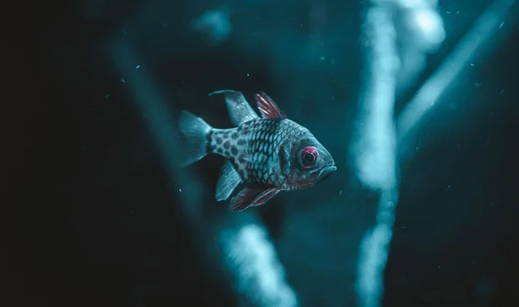 Electronic market makers trading on Kalshi are small fish in a big pond