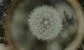 a dandelion under a magnifying glass 