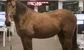 a stallion on a trading floor 