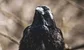 Deutsche Bank's new MDs include this ominous name 